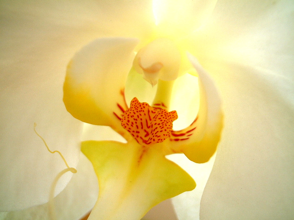 Orchidée