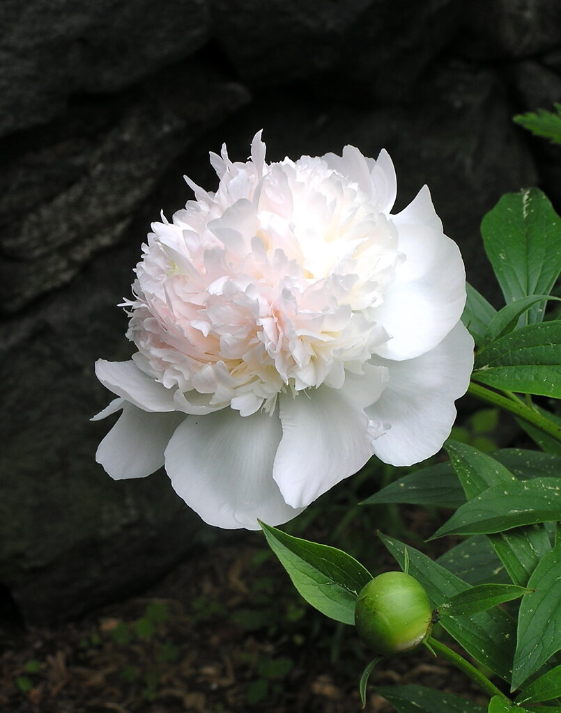 Pivoine