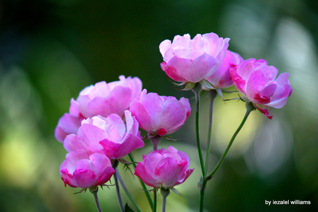 Rose de jardin