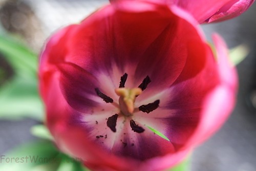 Tulipe française